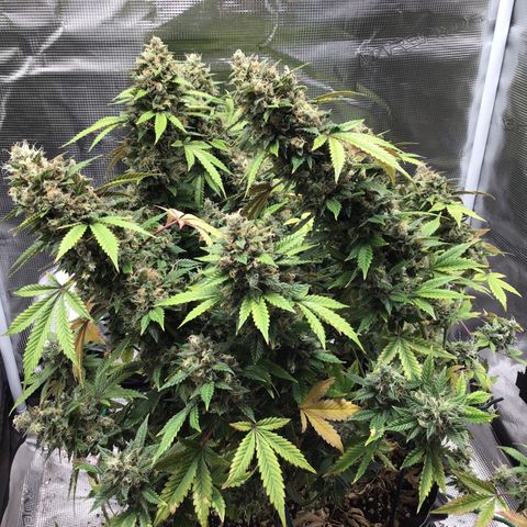 Purple Chill Auto 2023 growlog timeline photo