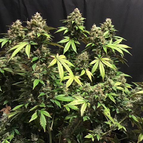Purple Chill Auto 2023 growlog timeline photo