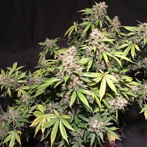 Purple Chill Auto 2023 growlog timeline photo