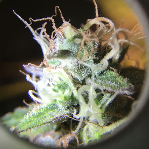 Purple Chill Auto 2023 growlog timeline photo