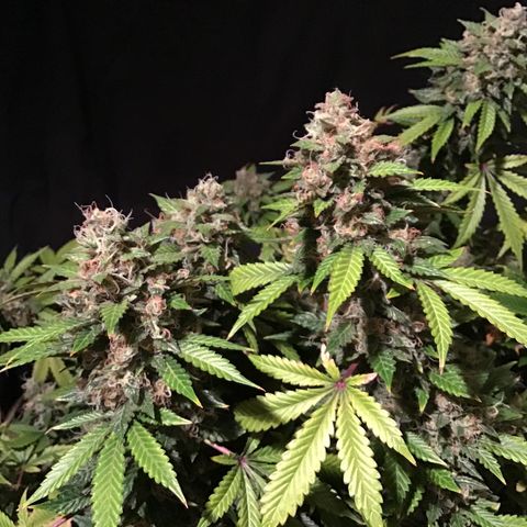 Purple Chill Auto 2023 growlog timeline photo