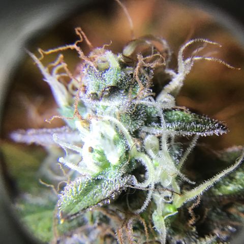 Purple Chill Auto 2023 growlog timeline photo