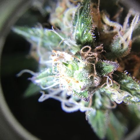 Purple Chill Auto 2023 growlog timeline photo