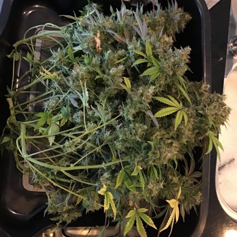 Purple Chill Auto 2023 growlog timeline photo