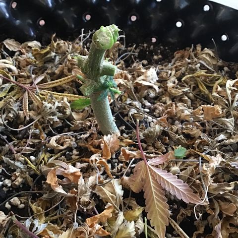 Purple Chill Auto 2023 growlog timeline photo