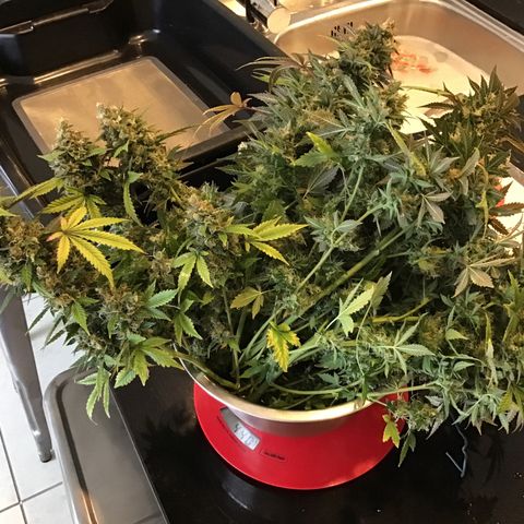 Purple Chill Auto 2023 growlog timeline photo