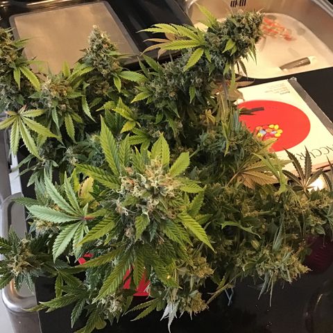 Purple Chill Auto 2023 growlog timeline photo