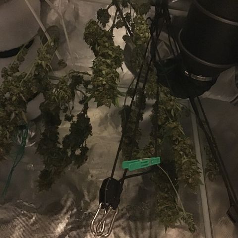 Purple Chill Auto 2023 growlog timeline photo