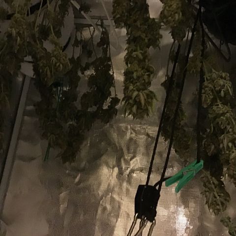 Purple Chill Auto 2023 growlog timeline photo