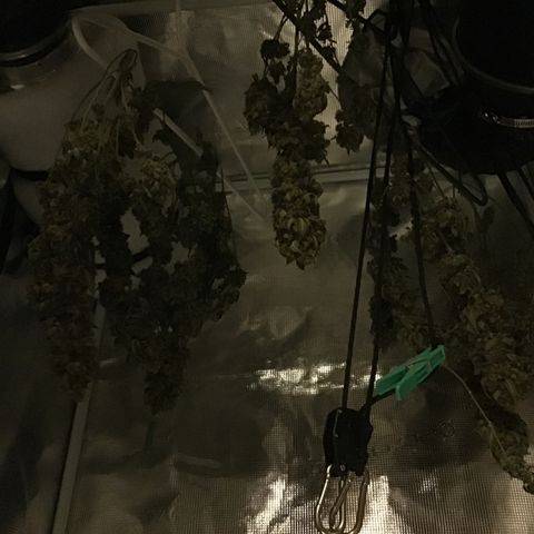 Purple Chill Auto 2023 growlog timeline photo