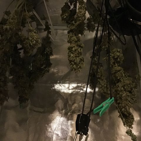 Purple Chill Auto 2023 growlog timeline photo