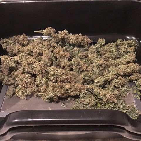 Purple Chill Auto 2023 growlog timeline photo