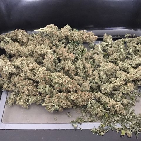 Purple Chill Auto 2023 growlog timeline photo