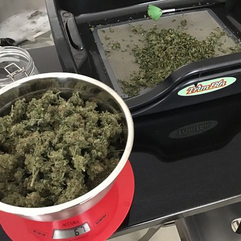 Purple Chill Auto 2023 growlog timeline photo