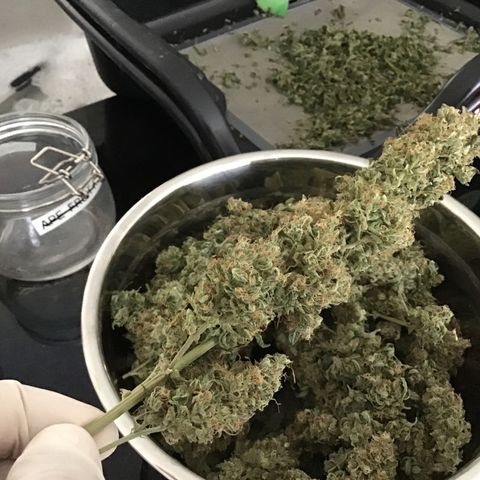 Purple Chill Auto 2023 growlog timeline photo