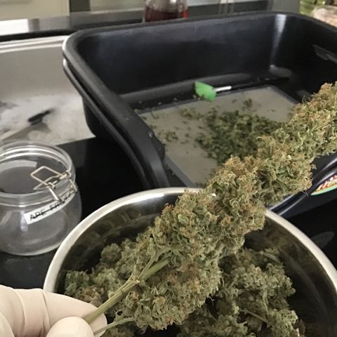 Purple Chill Auto 2023 growlog timeline photo