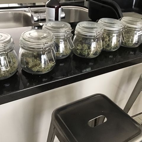 Purple Chill Auto 2023 growlog timeline photo