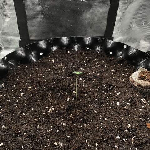 Godzilla Cookies Auto 2023 growlog timeline photo