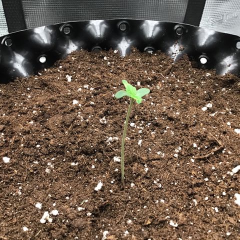 Godzilla Cookies Auto 2023 growlog timeline photo