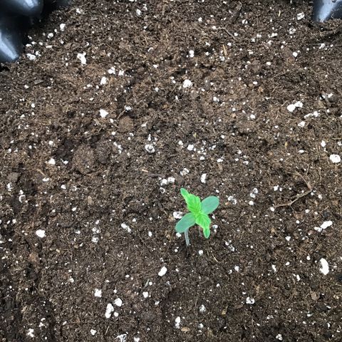 Godzilla Cookies Auto 2023 growlog timeline photo