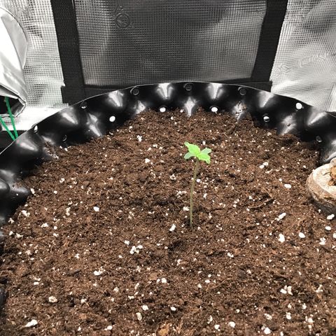 Godzilla Cookies Auto 2023 growlog timeline photo