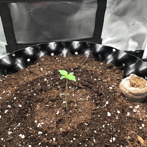 Godzilla Cookies Auto 2023 growlog timeline photo
