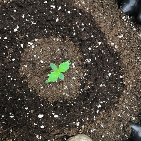 Godzilla Cookies Auto 2023 growlog timeline photo