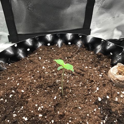 Godzilla Cookies Auto 2023 growlog timeline photo