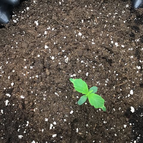 Godzilla Cookies Auto 2023 growlog timeline photo