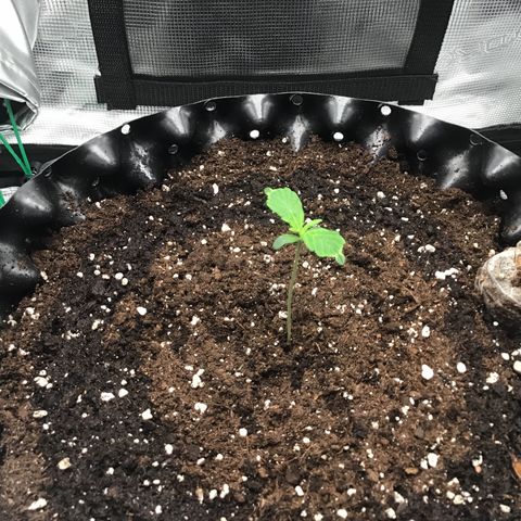 Godzilla Cookies Auto 2023 growlog timeline photo