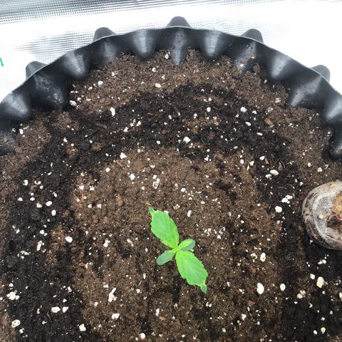 Godzilla Cookies Auto 2023 growlog timeline photo