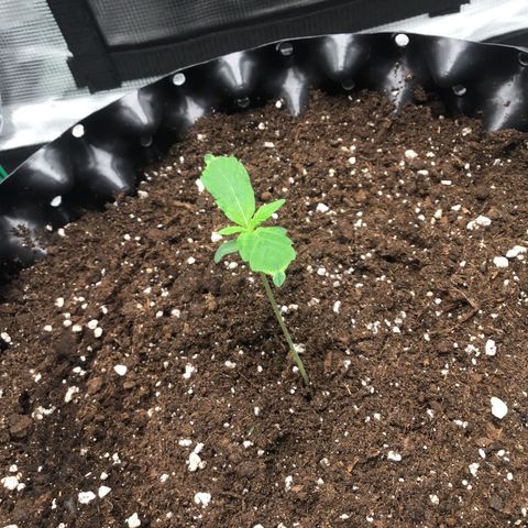 Godzilla Cookies Auto 2023 growlog timeline photo