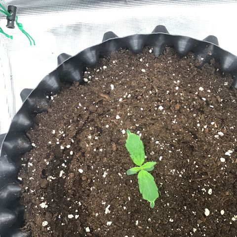Godzilla Cookies Auto 2023 growlog timeline photo
