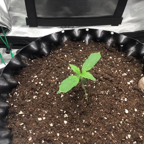 Godzilla Cookies Auto 2023 growlog timeline photo