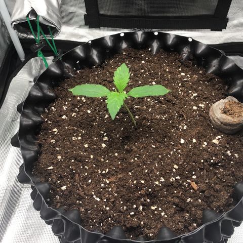 Godzilla Cookies Auto 2023 growlog timeline photo
