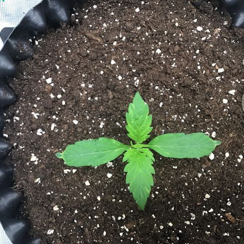Godzilla Cookies Auto 2023 growlog timeline photo