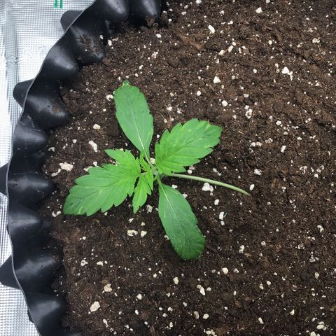 Godzilla Cookies Auto 2023 growlog timeline photo
