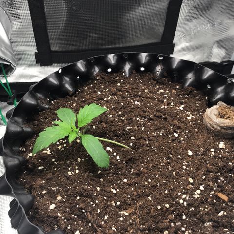 Godzilla Cookies Auto 2023 growlog timeline photo