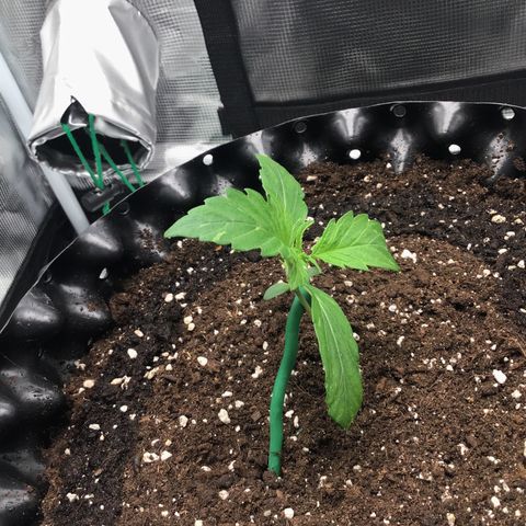 Godzilla Cookies Auto 2023 growlog timeline photo