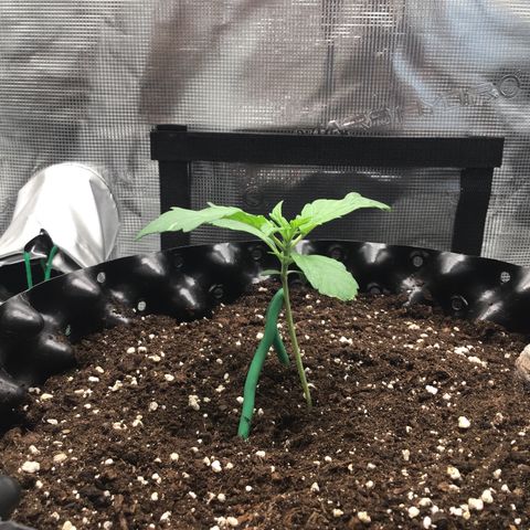 Godzilla Cookies Auto 2023 growlog timeline photo
