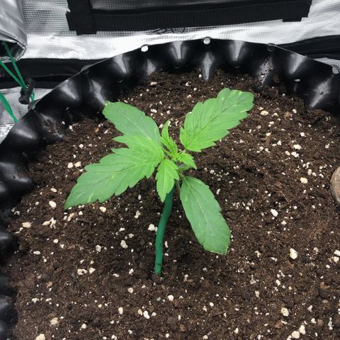 Godzilla Cookies Auto 2023 growlog timeline photo