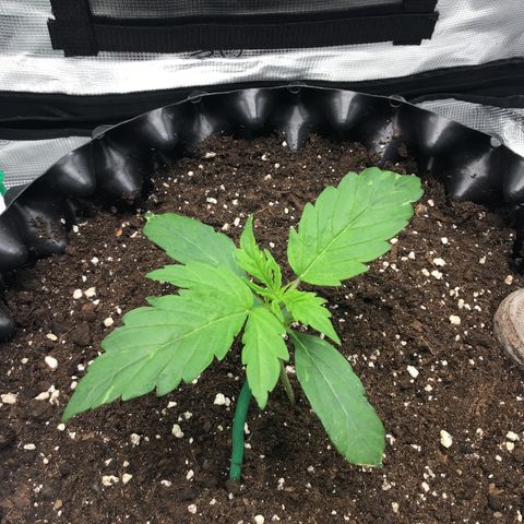 Godzilla Cookies Auto 2023 growlog timeline photo