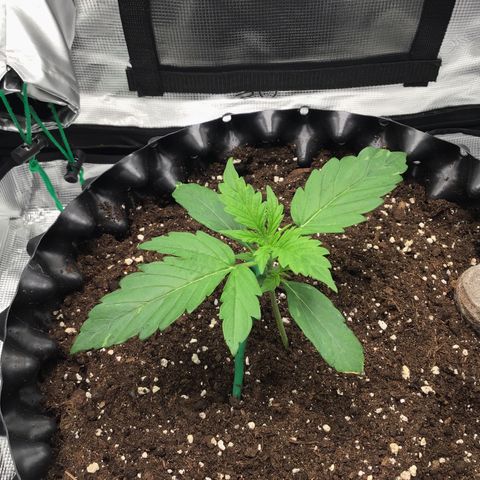 Godzilla Cookies Auto 2023 growlog timeline photo