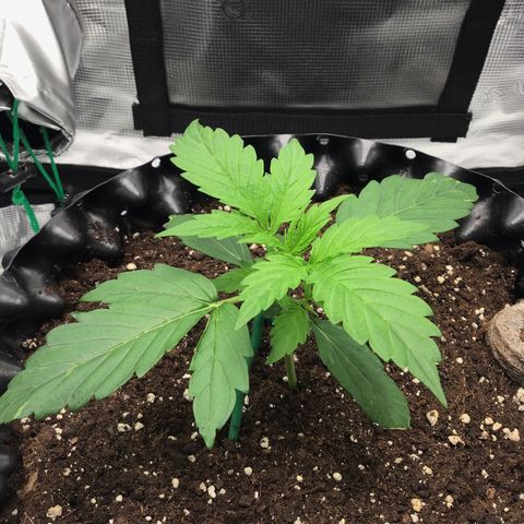 Godzilla Cookies Auto 2023 growlog timeline photo