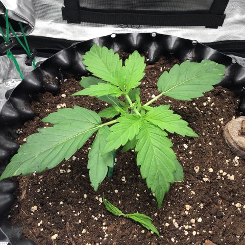 Godzilla Cookies Auto 2023 growlog timeline photo