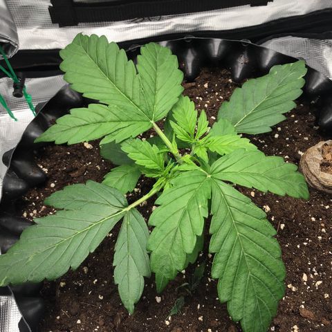 Godzilla Cookies Auto 2023 growlog timeline photo