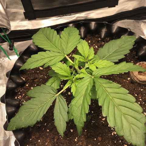 Godzilla Cookies Auto 2023 growlog timeline photo