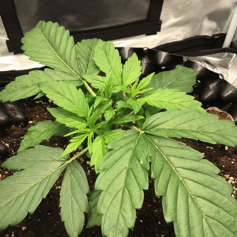 Godzilla Cookies Auto 2023 growlog timeline photo