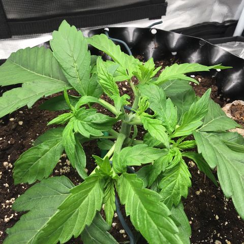 Godzilla Cookies Auto 2023 growlog timeline photo