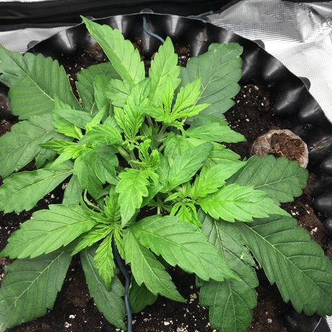 Godzilla Cookies Auto 2023 growlog timeline photo